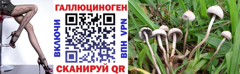 цены   Бежецк  Псилоцибиновые грибы Psilocybine cubensis 